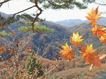 管家婆精準(zhǔn)預(yù)測一碼中特，精選策略資料全面發(fā)布_OLW511.21原創(chuàng)版