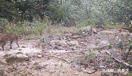 深圳梧桐山野豬現(xiàn)象，游客與野生動物的互動與挑戰(zhàn)，野豬向游客討食引發(fā)關(guān)注
