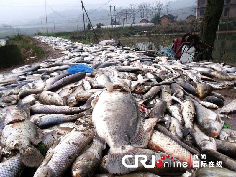 湖南魚塘數(shù)千斤魚遭毒手，生態(tài)悲劇引發(fā)社會(huì)關(guān)注熱議