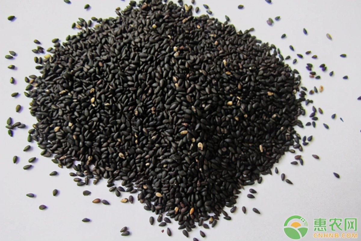 芝麻價(jià)格最新行情及深度分析