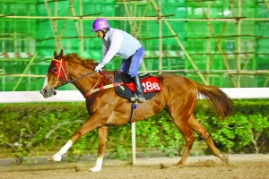 澳門今晚開特馬四不像圖,面試綜合計劃_大道KCV611.661