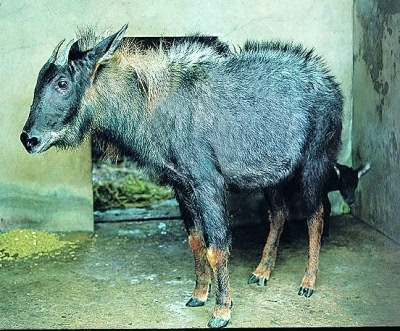 新奧2024四不像資料,精細化方案決策_XLN95.929商務版