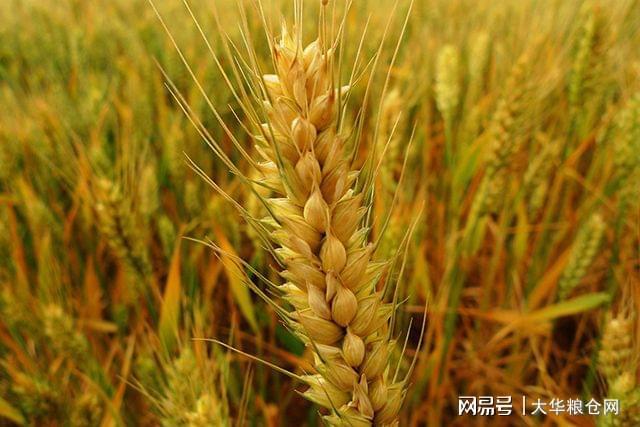 今日麥子最新價(jià)格及市場(chǎng)走勢(shì)與影響因素深度解析