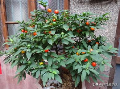 豆餅價(jià)格最新行情及分析報(bào)告