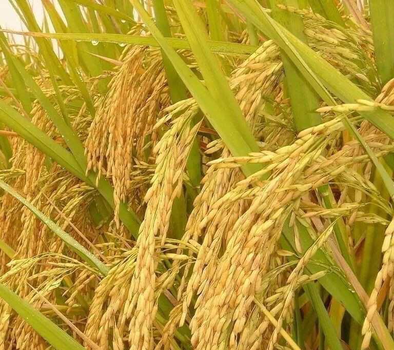 進(jìn)口大豆價(jià)格最新行情,進(jìn)口大豆價(jià)格最新行情分析
