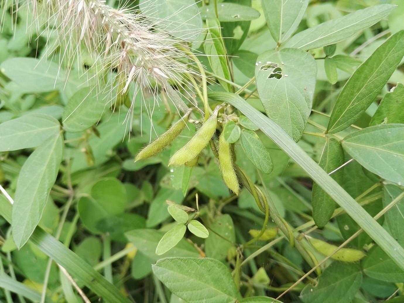 河南大豆價格最新行情分析與趨勢預(yù)測